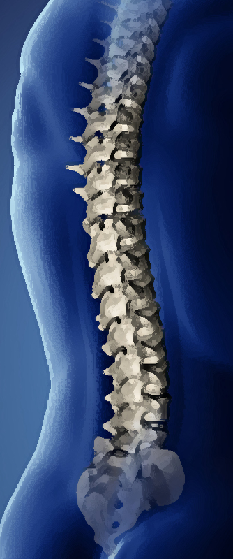 Chiropractor Ballina Spine Image